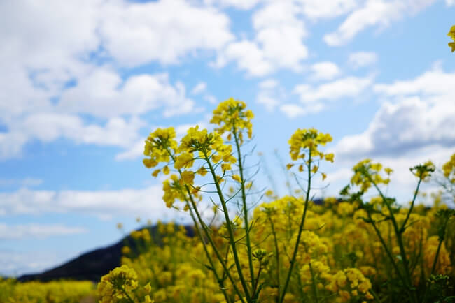 菜の花と空と雲