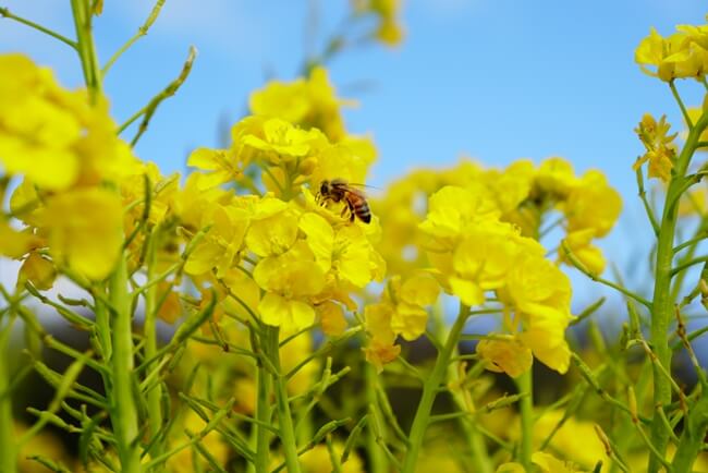 菜の花のミツバチ