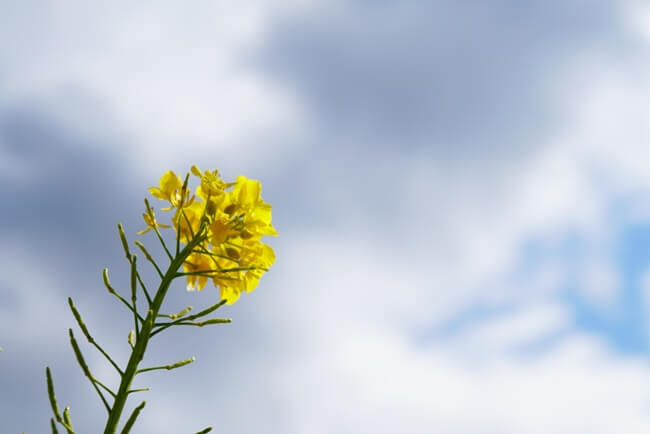 菜の花と空