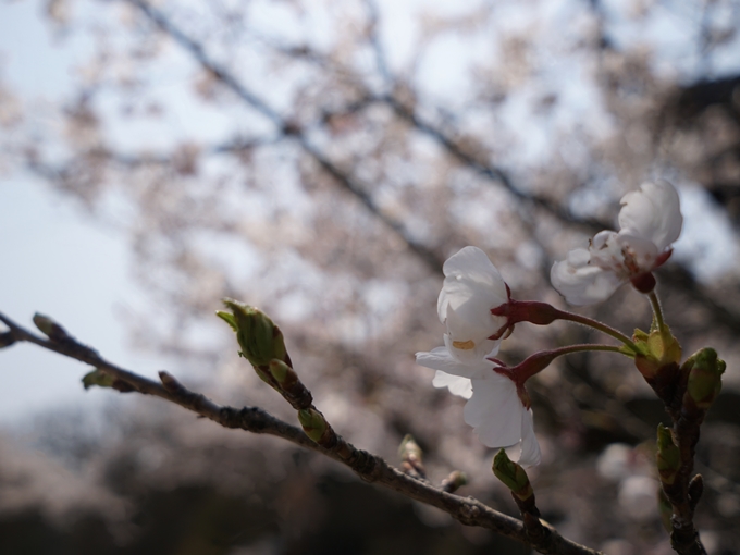 桜(枝)