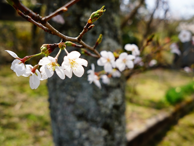 桜(鮮やか)