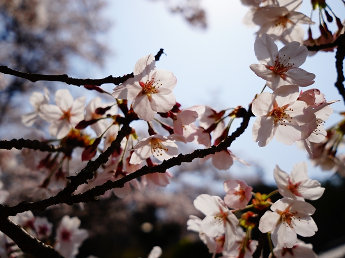 桜(透かし)