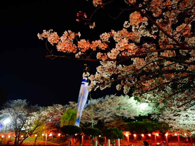 夜桜と光