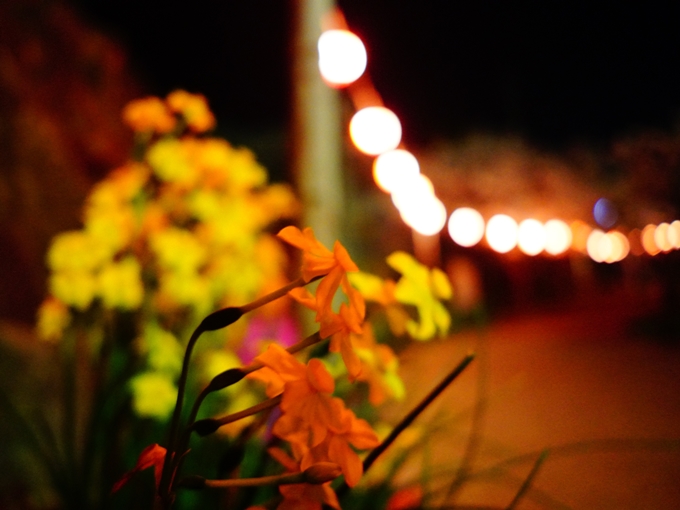 道端の花(夜)