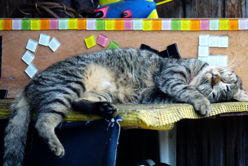 寝る猫
